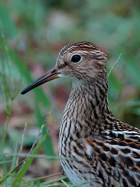 Palsasirri, Pectoral Sandpiper, Calidris melanotos
